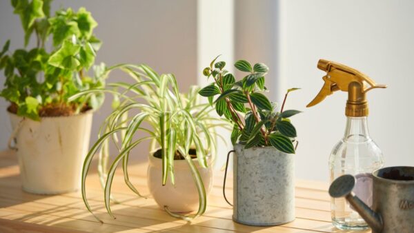 観葉植物 日当たり