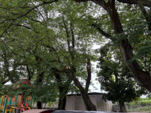 桜の木伐採・枯れ枝除去作業事例写真
