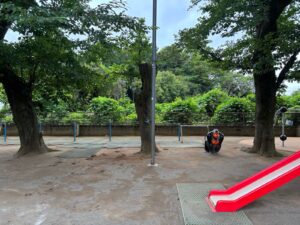 桜の木伐採・枯れ枝除去作業事例写真