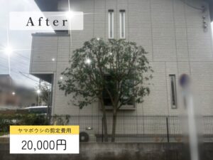 剪定の作業写真