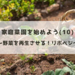 家庭菜園を始めよう(10)~野菜を再生させる!リボベジ~