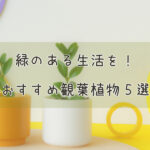 緑のある生活を!~おすすめ観葉植物5選~
