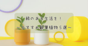 緑のある生活を！～おすすめ観葉植物５選～