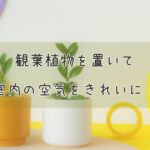 観葉植物を置いて室内の空気をきれいに!