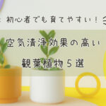 初心者でも育てやすい!空気清浄効果の高い観葉植物5選