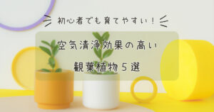 初心者でも育てやすい！空気清浄効果の高い観葉植物5選