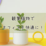 観葉植物でオフィスを快適に!