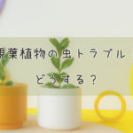 観葉植物の虫トラブル!どうする?