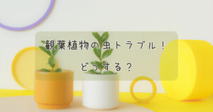 観葉植物の虫トラブル！どうする？