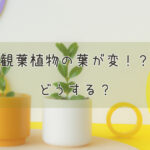 観葉植物の葉が変!?どうする?