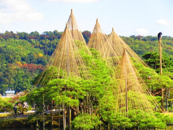 兼六園の雪吊り