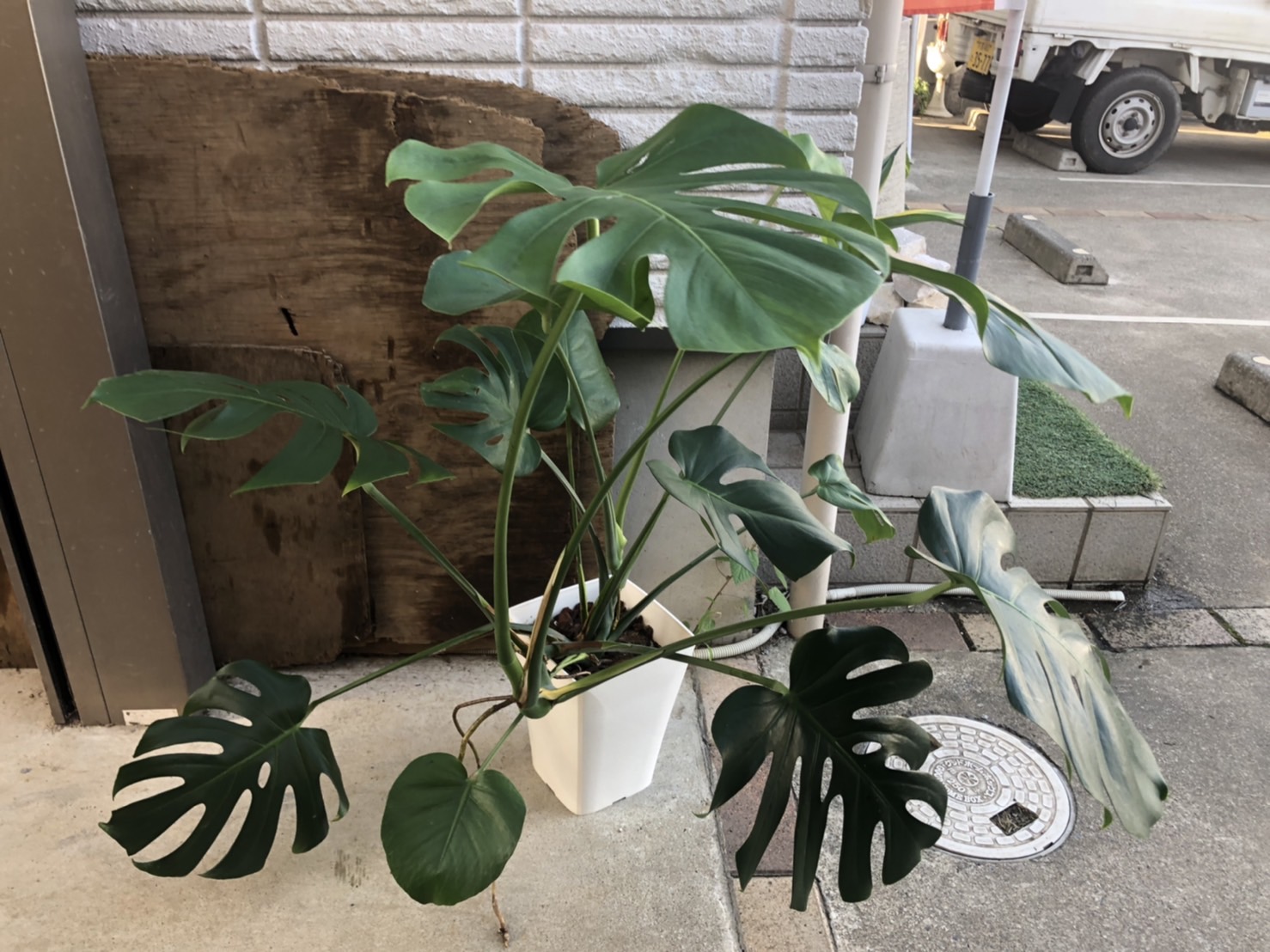 パキラ、モンステラ引き取り/神奈川県横浜市 | お庭の専門店ニワ