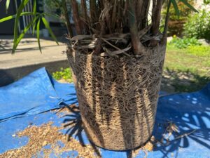 観葉植物（シュロチク）の植え替え・剪定の作業写真作業中