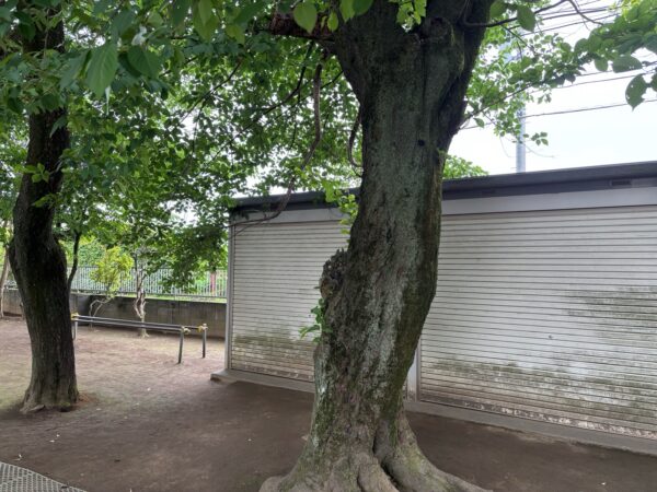 桜の木伐採・枯れ枝除去作業事例写真