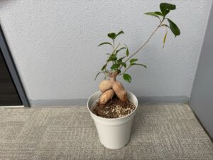 観葉植物の植え替え、引き取りの作業事例写真