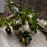 観葉植物の引き取り　作業事例アイキャッチ