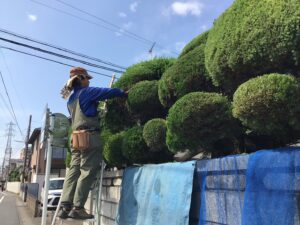 剪定作業