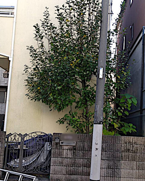 ヒメリンゴの剪定／東京都渋谷