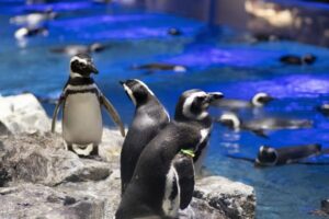 すみだ水族館のペンギンたち