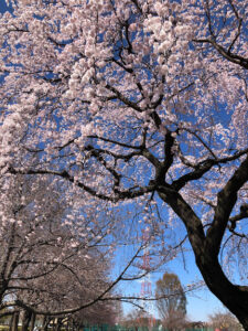 桜の木