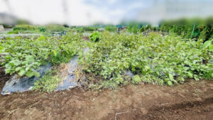 畑の整理の作業写真