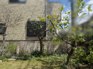 伐採・剪定の作業写真