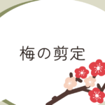 梅の剪定