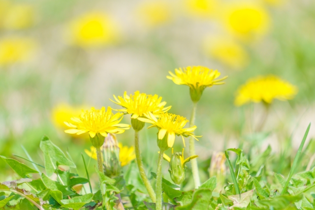 春といえば…タンポポ | お庭の専門店ニワナショナル（東京・埼玉・神奈川）