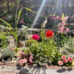 花植え、植樹、バラの誘引の作業事例写真
