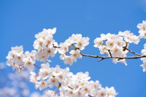 桜の木