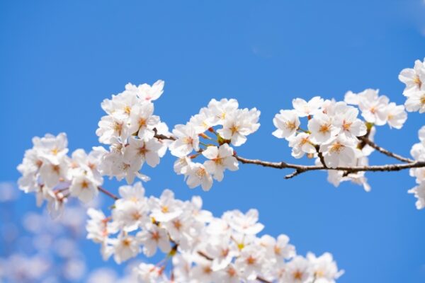 桜