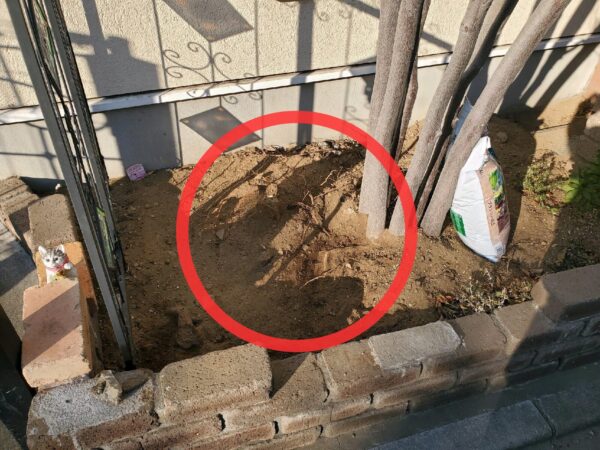 処理した根の写真