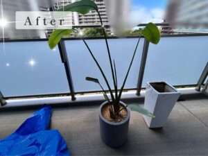 観葉植物植え替えアイキャッチ