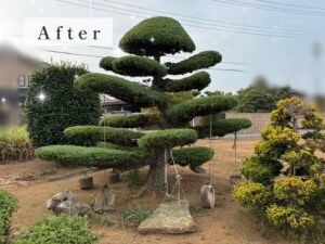 松の刈込、梅の剪定作業写真　アイキャッチ