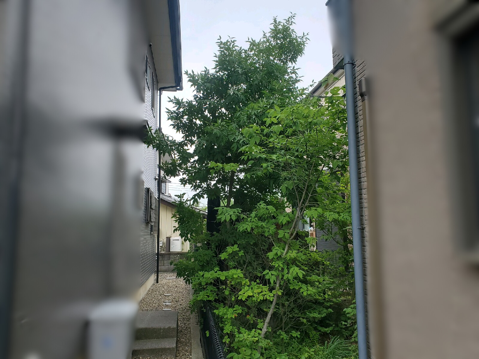 剪定の作業写真