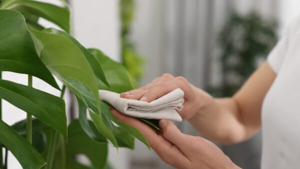 観葉植物 葉のお手入れ