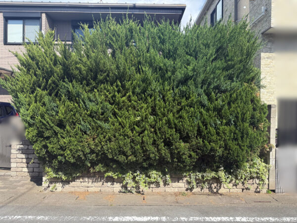 伐採・剪定の作業写真