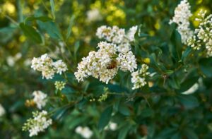 ワックスリーフ・プライベート