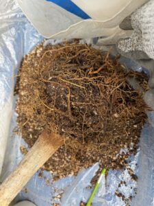 観葉植物の植え替え、引き取りの作業事例写真