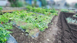 畑の整理の作業写真