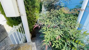 刈込剪定、草取りの作業写真
