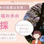 桜の木伐採　アイキャッチ