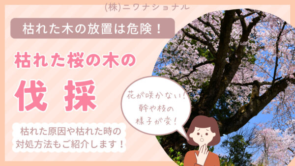 桜の木伐採　アイキャッチ