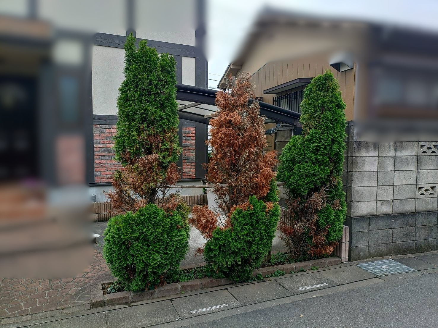 抜根、植樹、支柱の作業写真（作業前）
