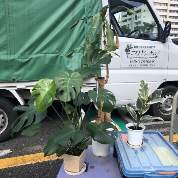 土付きの観葉植物を処分したい 埼玉県上尾市 お庭の専門店ニワナショナル 東京 埼玉