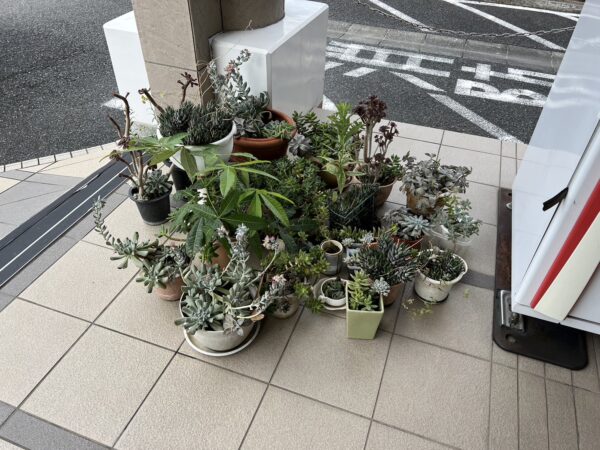 多肉植物 観葉植物のお引き取り 埼玉県さいたま市北区 お庭の専門店ニワナショナル 東京 埼玉