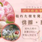 薔薇の伐採・剪定　アイキャッチ