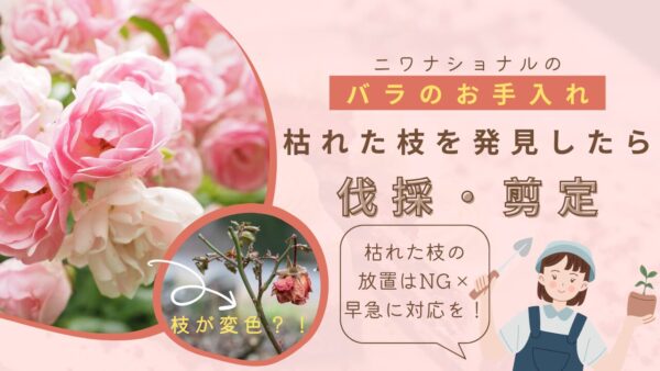 薔薇の伐採・剪定　アイキャッチ