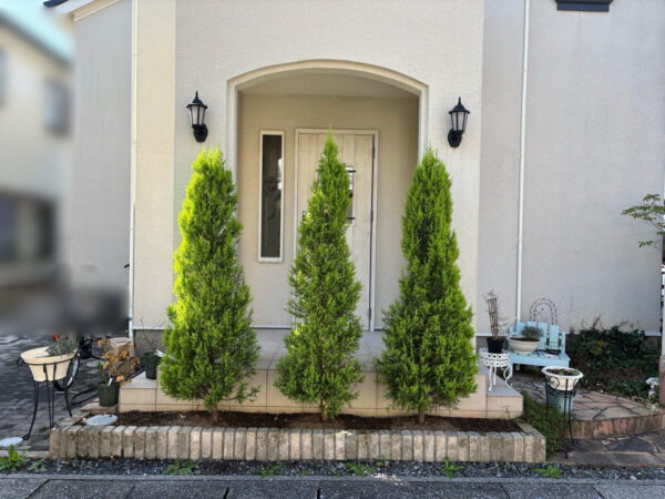 バラの植え替えの作業写真