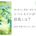 シマトネリコが枯れる前兆とは？アイキャッチ